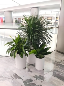 探寻鄞州植物租赁，实惠价打造别样绿色空间！